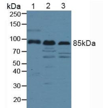 Low Density Lipoprotein Receptor Related Protein 1 (LRP1) Human Polyclonal Antibody