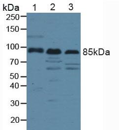 Low Density Lipoprotein Receptor Related Protein 1 (LRP1) Human Polyclonal Antibody