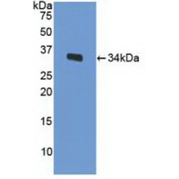 Low Density Lipoprotein Receptor Related Protein 1 (LRP1) Mouse Polyclonal Antibody