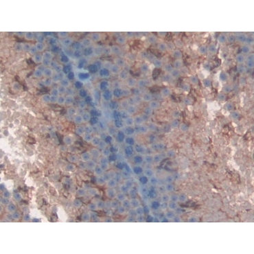 Low Density Lipoprotein Receptor Related Protein 1 (LRP1) Mouse Polyclonal Antibody