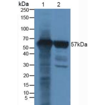Runt Related Transcription Factor 2 (RUNX2) Human Polyclonal Antibody
