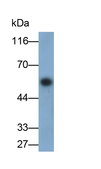 Runt Related Transcription Factor 2 (RUNX2) Mouse Polyclonal Antibody