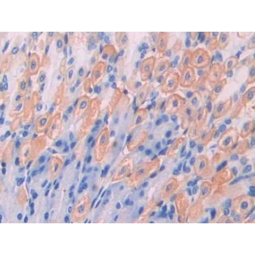 Integrin Associated Protein (IAP) Mouse Polyclonal Antibody