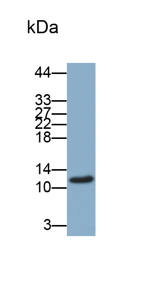 Alpha-Lactalbumin (aLA) Bovine (Cattle) Polyclonal Antibody