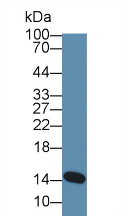 Alpha-Lactalbumin (aLA) Mouse Polyclonal Antibody