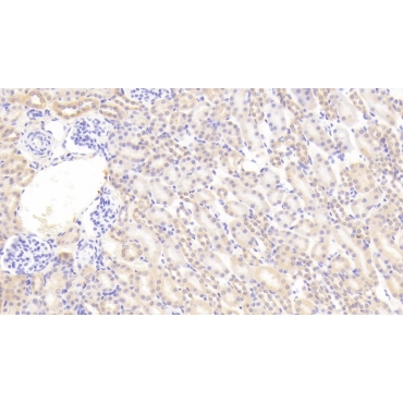 Angiopoietin Like Protein 4 (ANGPTL4) Mouse Polyclonal Antibody