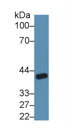 Angiopoietin Like Protein 4 (ANGPTL4) Rat Polyclonal Antibody