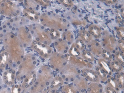 Angiopoietin Like Protein 4 (ANGPTL4) Rat Polyclonal Antibody