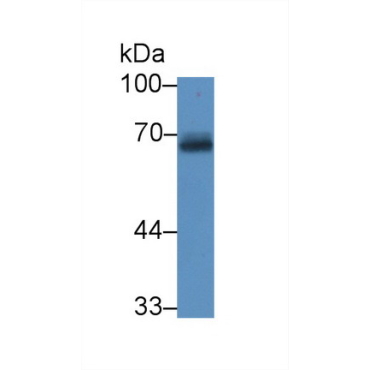 Amyloid Precursor Protein (APP) Mouse Polyclonal Antibody