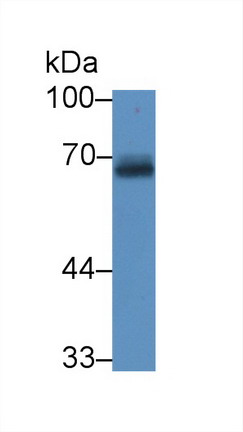 Amyloid Precursor Protein (APP) Mouse Polyclonal Antibody