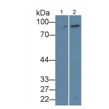 Beta Catenin (Beta-catenin) Mouse Polyclonal Antibody