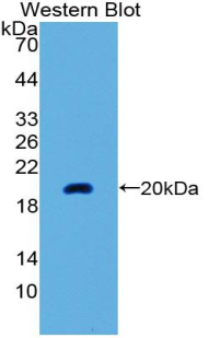 Neuromedin U (NMU) Rat Polyclonal Antibody