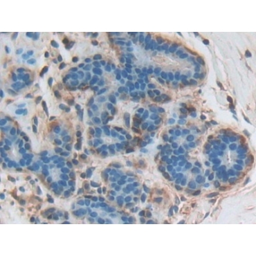 Contactin Associated Protein 1 (Caspr) Human Polyclonal Antibody