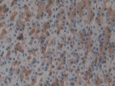 Ubiquitin Activating Enzyme E1 Like Protein (UBE1L) Rat Polyclonal Antibody
