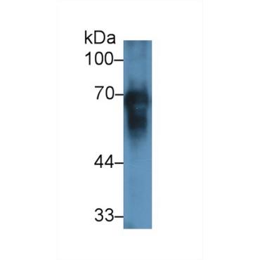 Albumin (ALB) Equus caballus, Equine (Horse) Polyclonal Antibody
