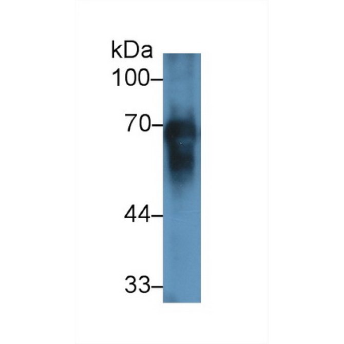 Albumin (ALB) Equus caballus, Equine (Horse) Polyclonal Antibody
