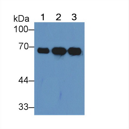 Albumin (ALB) Pig Polyclonal Antibody