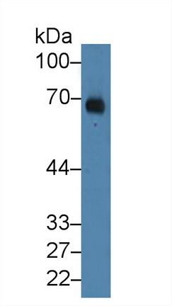Albumin (ALB) Rhesus monkey (Simian) Polyclonal Antibody