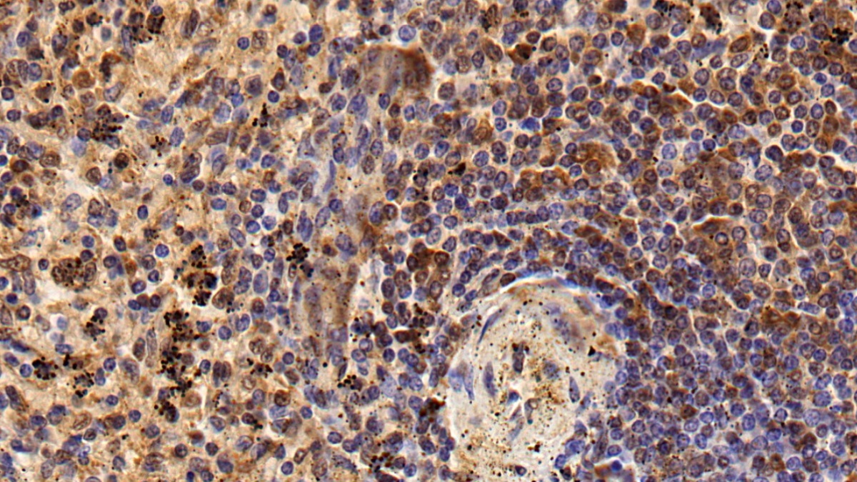 Protein Tyrosine Phosphatase Receptor Type C (CD45) Rat Polyclonal Antibody