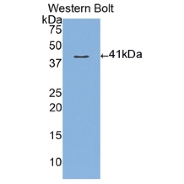 Mucin 3 (MUC3) Human Polyclonal Antibody