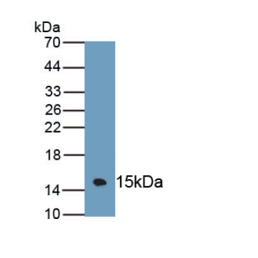 Mucin 3 (MUC3) Mouse Polyclonal Antibody