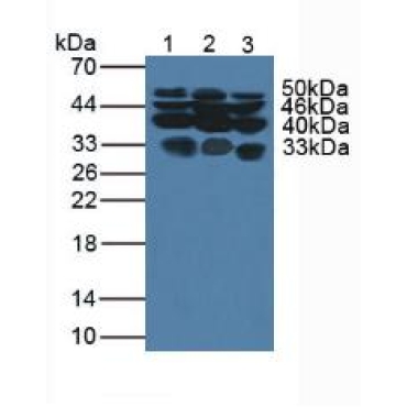 Glypican 1 (GPC1) Human Polyclonal Antibody