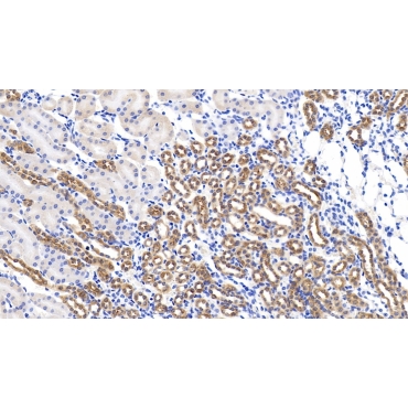 Glypican 1 (GPC1) Mouse Polyclonal Antibody