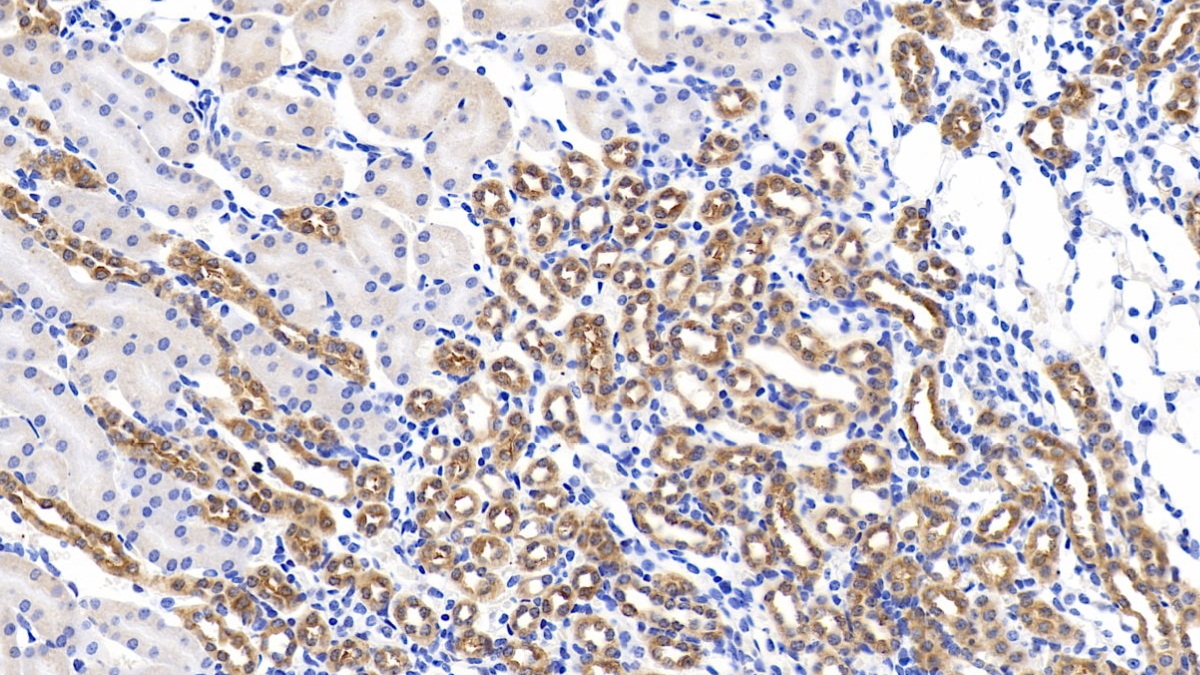 Glypican 1 (GPC1) Mouse Polyclonal Antibody