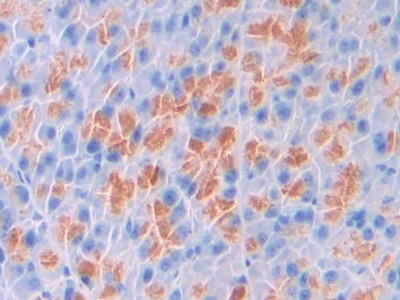 Surfactant Associated Protein D (SPD) Mouse Polyclonal Antibody
