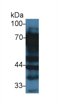 Vitronectin (VTN) Rat Polyclonal Antibody