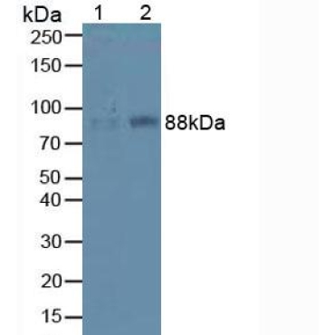 Integrin Beta 1 (ITGb1) Mouse Polyclonal Antibody