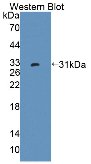 Protein Tyrosine Phosphatase Receptor Type K (PTPRK) Human Polyclonal Antibody