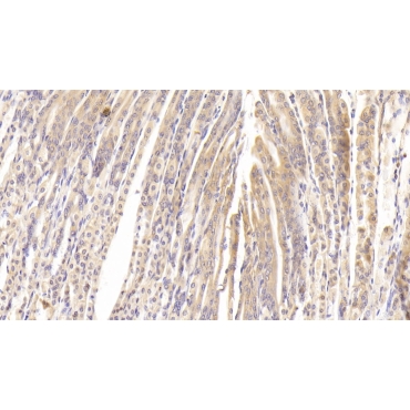 Protein Tyrosine Phosphatase Receptor Type B (PTPRB) Mouse Polyclonal Antibody