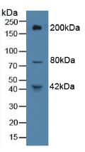 Protein Tyrosine Phosphatase Receptor Type B (PTPRB) Rat Polyclonal Antibody