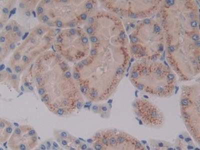 Cytochrome P450 7A1 (CYP7A1) Rat Polyclonal Antibody