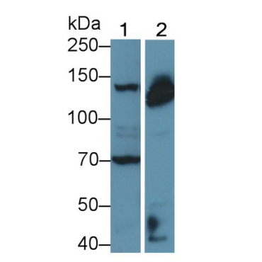 Apoptotic Peptidase Activating Factor 1 (APAF1) Human Polyclonal Antibody