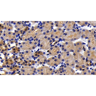 Apoptotic Peptidase Activating Factor 1 (APAF1) Mouse Polyclonal Antibody