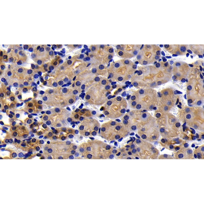 Apoptotic Peptidase Activating Factor 1 (APAF1) Mouse Polyclonal Antibody