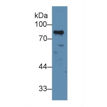 Transcriptional Activator Myb (c-Myb) Human Polyclonal Antibody