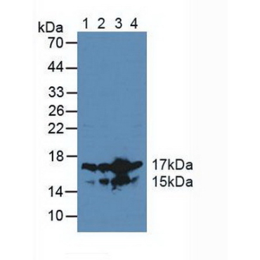 High Mobility Group Nucleosome Binding Domain Containing Protein 2 (HMGN2) Human Polyclonal Antibody