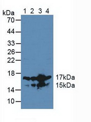 High Mobility Group Nucleosome Binding Domain Containing Protein 2 (HMGN2) Human Polyclonal Antibody