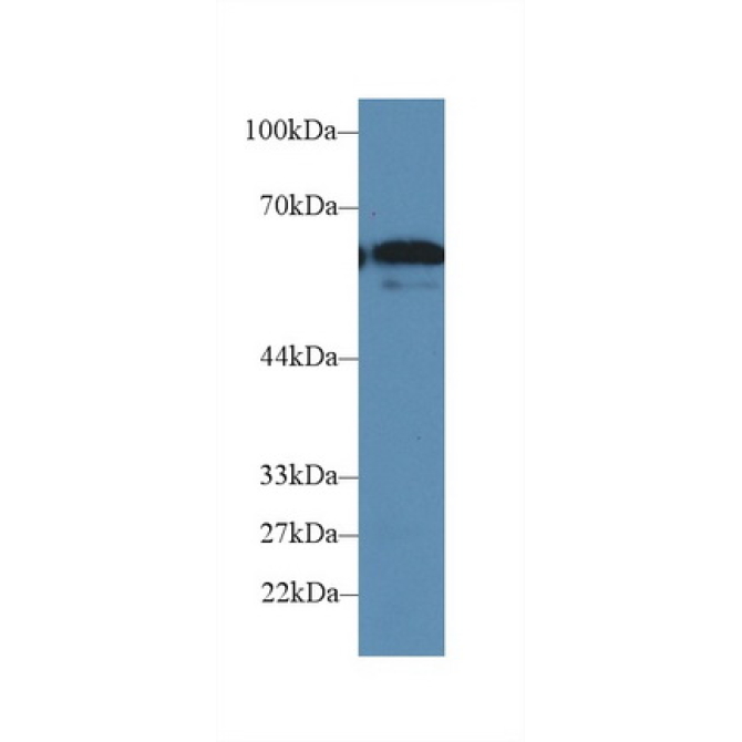 Cluster Of Differentiation 15 (CD15) Mouse Polyclonal Antibody