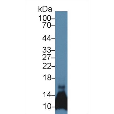 Chemokine (C-C motif) ligand 6 (CCL6) Mouse Polyclonal Antibody