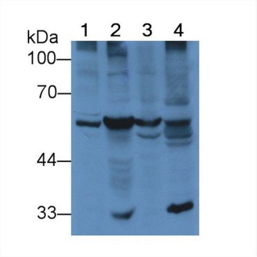 Protein Disulfide Isomerase (PDI) Mouse Polyclonal Antibody