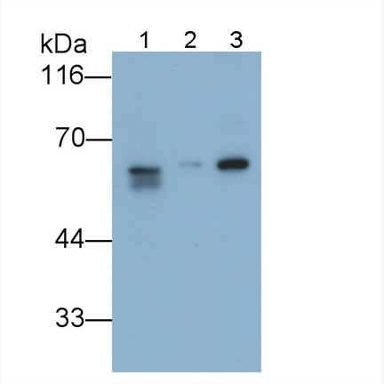Protein Disulfide Isomerase (PDI) Rat Polyclonal Antibody