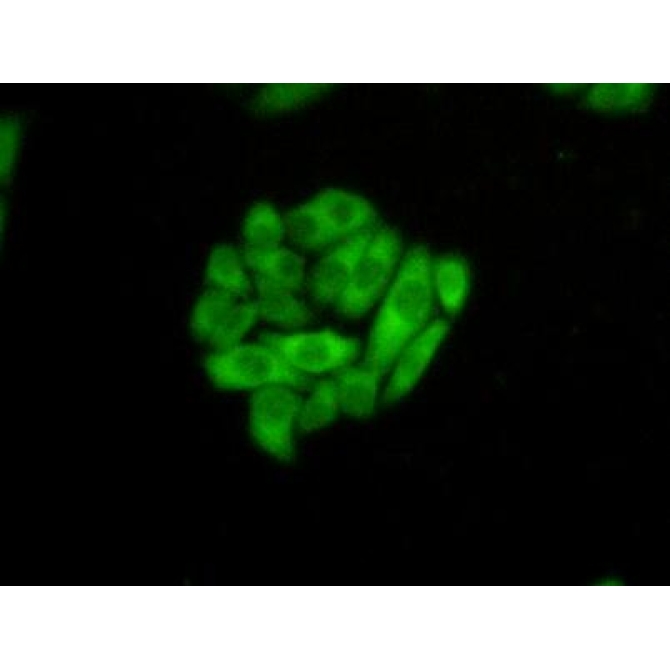 Heat Shock 70kDa Protein 1 Like Protein (HSPA1L) Human Polyclonal Antibody