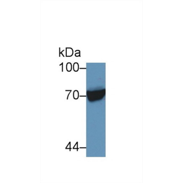 Heat Shock 70kDa Protein 1 Like Protein (HSPA1L) Human Polyclonal Antibody