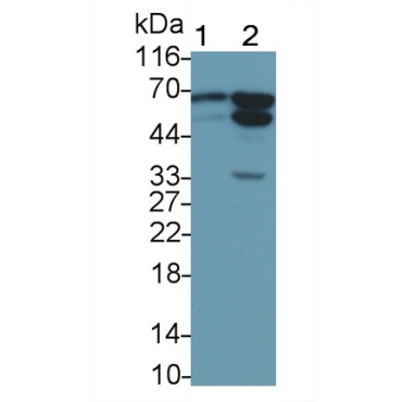 Apoptosis Inducing Factor (AIF) Human Polyclonal Antibody