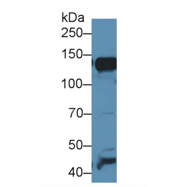 Alanine Aminopeptidase (AAP) Mouse Polyclonal Antibody