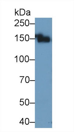 Alanine Aminopeptidase (AAP) Rat Polyclonal Antibody